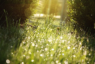 shallow focus photography of green grass